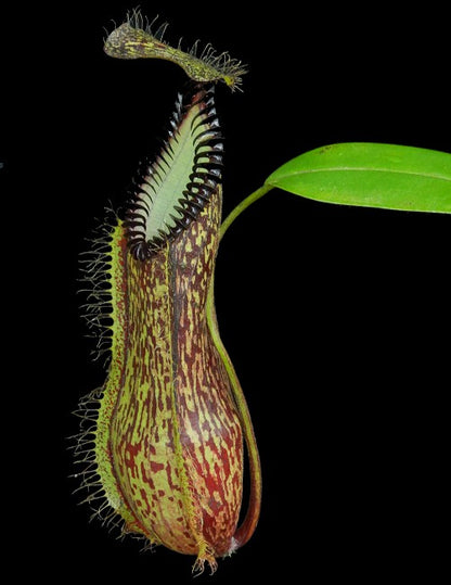 Nepenthes hamata Gunung Lumut BE-3380 Bester ausgewählter Klon