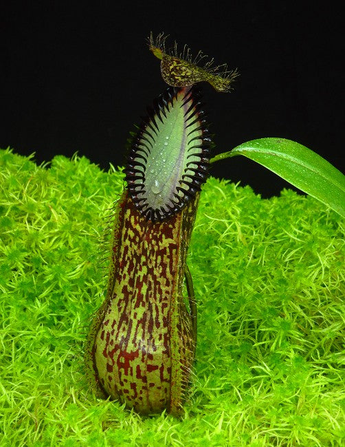 Nepenthes hamata Gunung Lumut BE-3380 Bester ausgewählter Klon