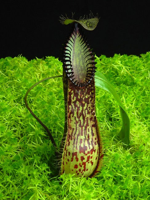 Nepenthes hamata Gunung Lumut BE-3380 Bester ausgewählter Klon