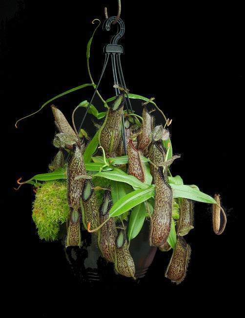 Nepenthes hamata Gunung Lumut BE-3380 Bester ausgewählter Klon