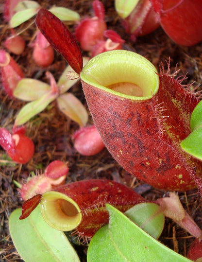 Nepenthes ampullaria "Lime Twist" BE-3390