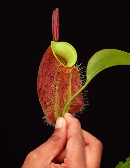 Nepenthes ampullaria "Lime Twist" BE-3390