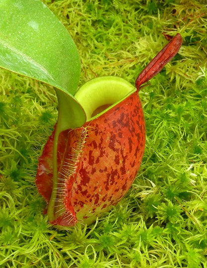 Nepenthes ampullaria "Lime Twist" BE-3390