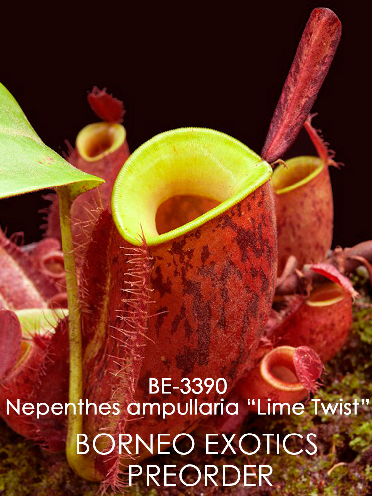 Nepenthes ampullaria "Lime Twist" BE-3390