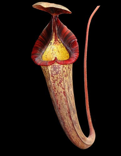 Nepenthes (veitchii x lowii) x spectabilis BE-3400