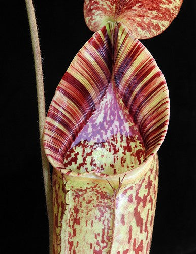 Nepenthes (veitchii x lowii) x spectabilis BE-3400