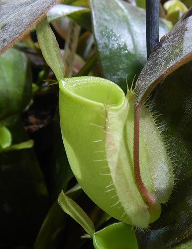 Nepenthes Ampullaria Papua Intermediate Be 3450 M Giardino Carnivoro