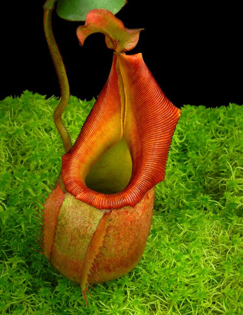 ASTA 9 : NEPENTHES VEITCHII 'PHIL MANN'  BE-3482  SMALL SIZE