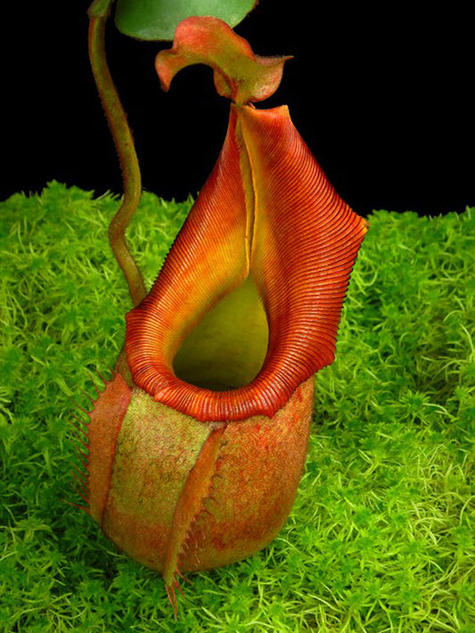 Nepenthes veitchii  "Phil Mann" BE-3482