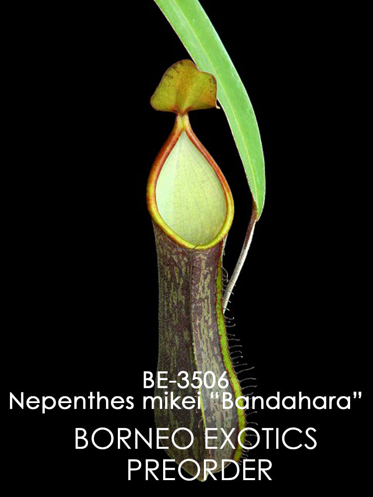 Nepenthes mikei "Bandahara"  BE-3506