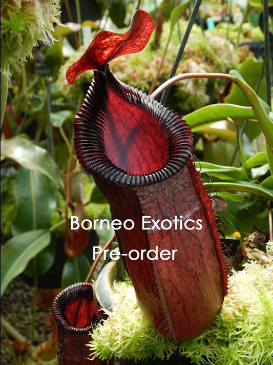 Nepenthes sibuyanensis x hamata "Lumut"  BE-3562