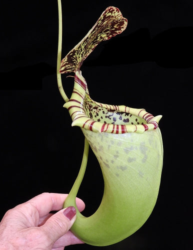 Nepenthes burbidgeae x campanulata BE-3564