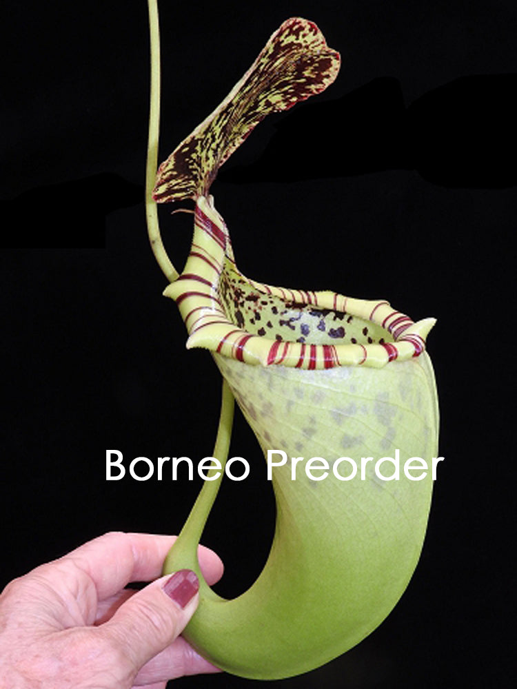 Nepenthes burbidgeae x campanulata BE-3564