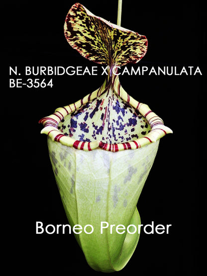 Nepenthes burbidgeae x campanulata BE-3564