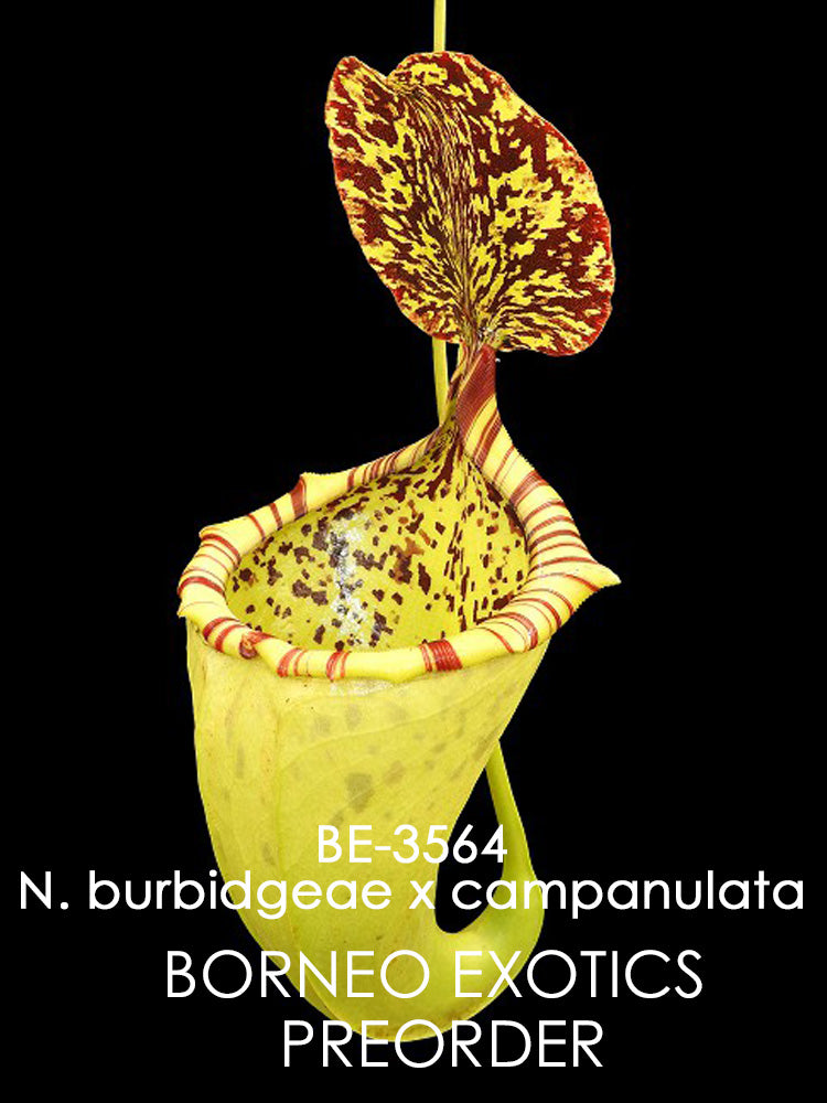 Nepenthes burbidgeae x campanulata BE-3564