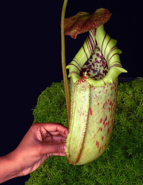 Nepenthes burbidgeae x robcantley BE-3577