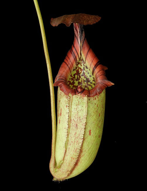 Nepenthes burbidgeae x robcantley BE-3577