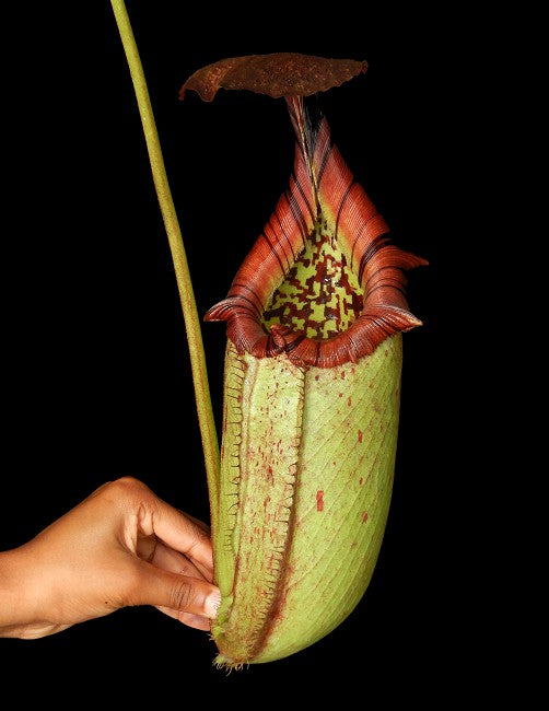 Nepenthes burbidgeae x robcantley BE-3577