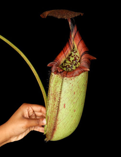 Nepenthes burbidgeae x robcantley BE-3577