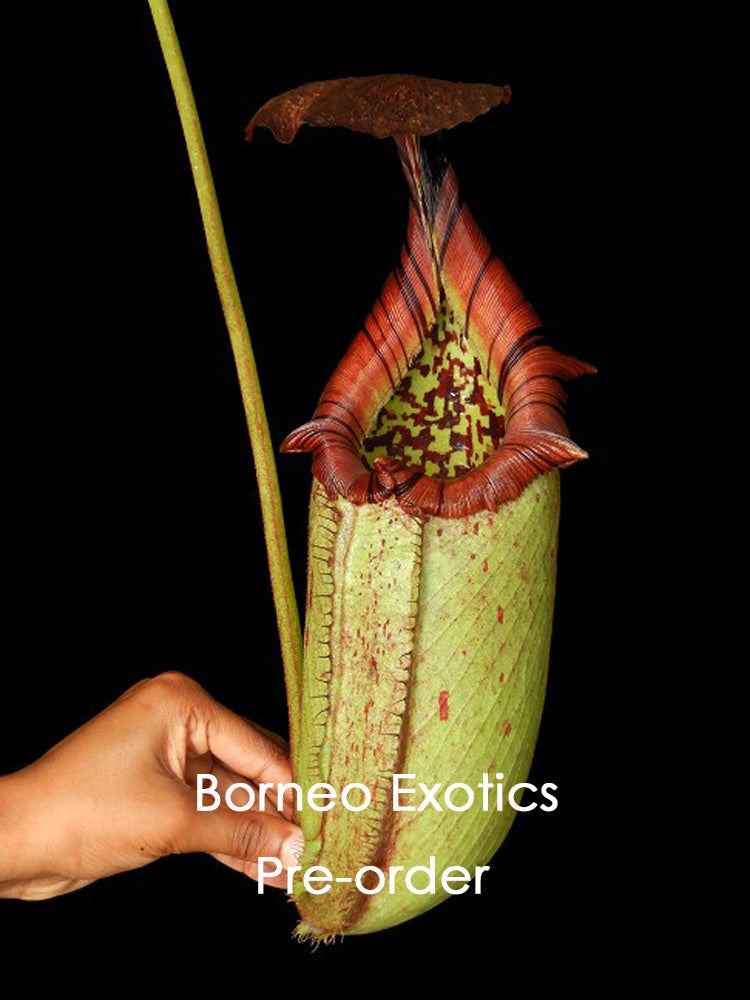 Nepenthes burbidgeae x robcantley BE-3577