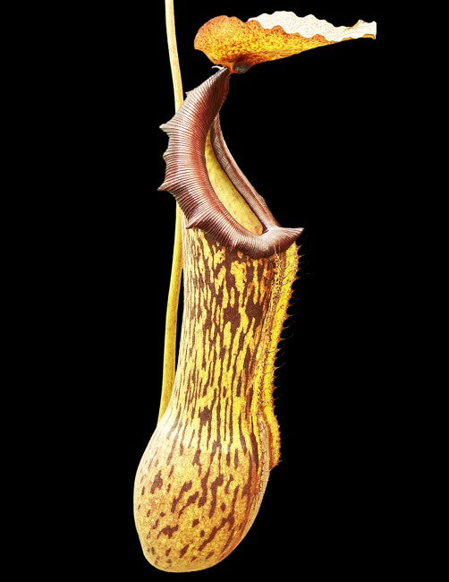 Nepenthes boschiana BE-3643