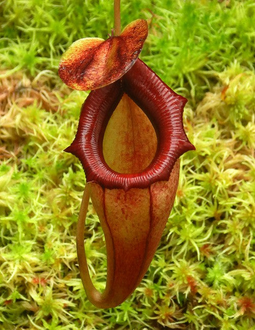 Nepenthes flava BE-3652