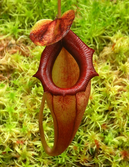 Nepenthes flava BE-3652