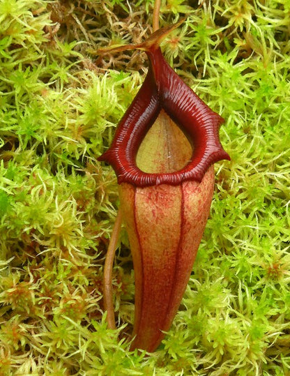 Nepenthes flava BE-3652