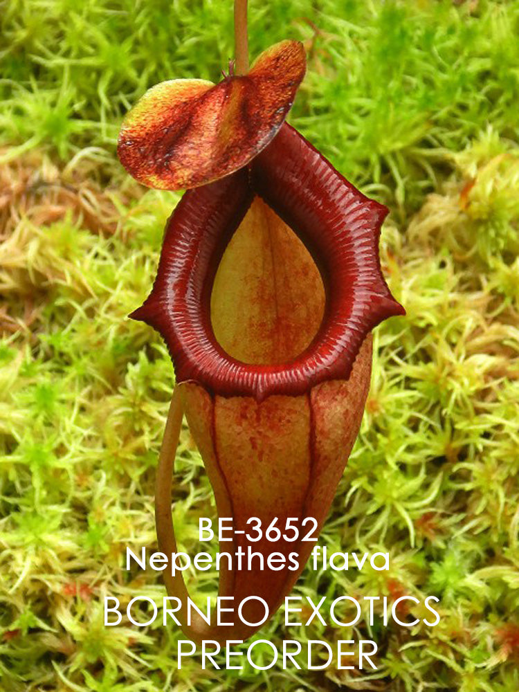 Nepenthes flava BE-3652