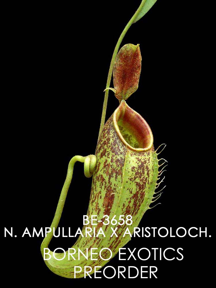 Nepenthes ampullaria x aristolochioides  BE-3658