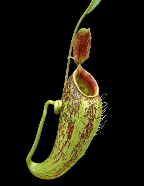 Nepenthes ampullaria x aristolochioides BE-3658