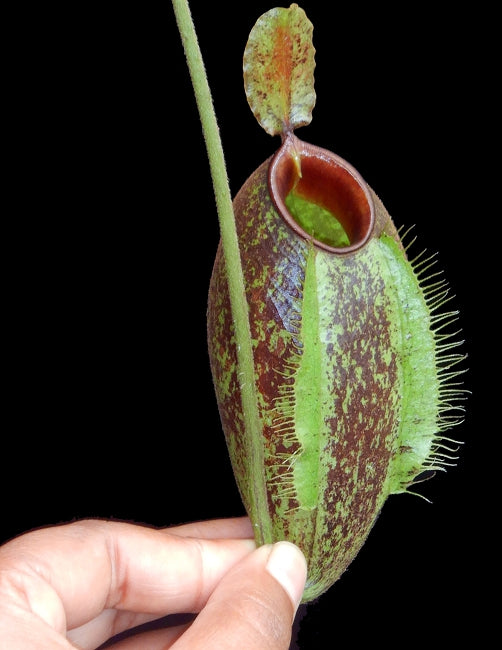 Nepenthes ampullaria x aristolochioides  BE-3658