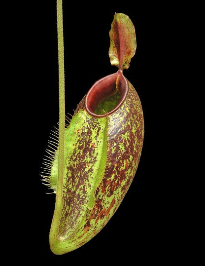 Nepenthes ampullaria x aristolochioides  BE-3658