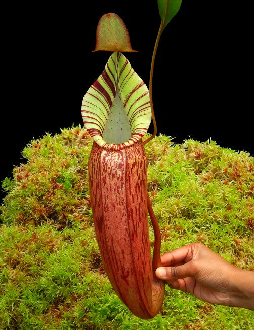 Nepenthes spectabilis x veitchii  BE-3664