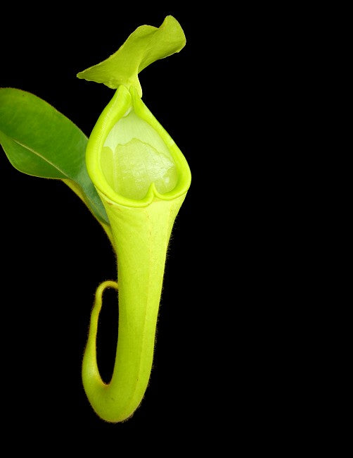 Nepenthes chaniana   BE-3673