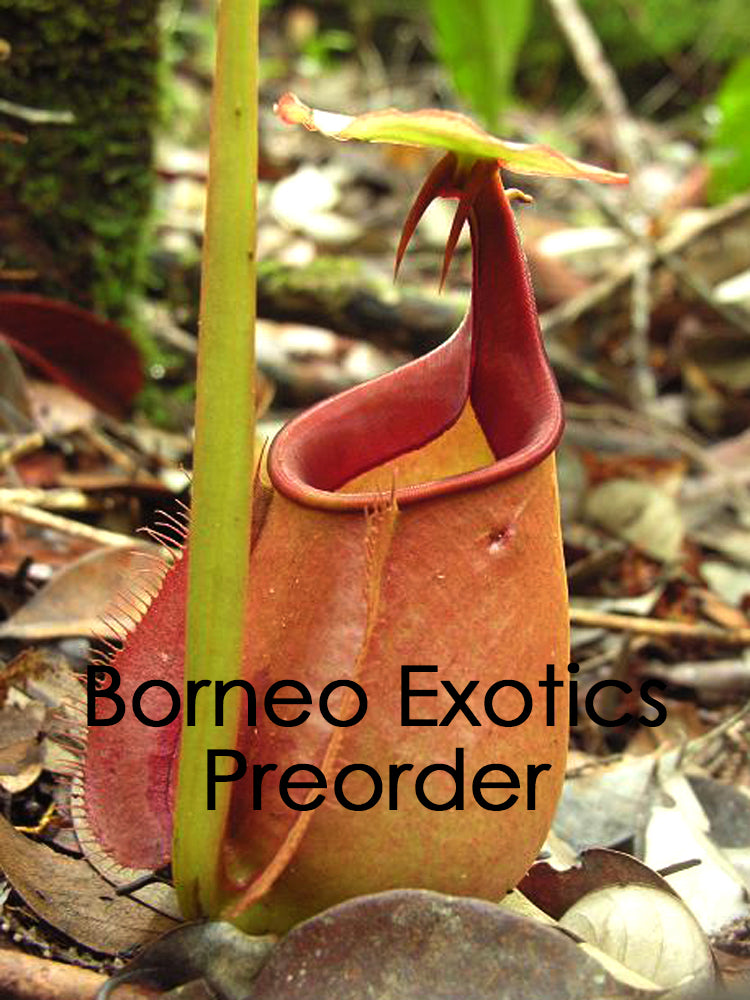 Nepenthes bicalcarata "Sarawak Giant" Red  BE-3682