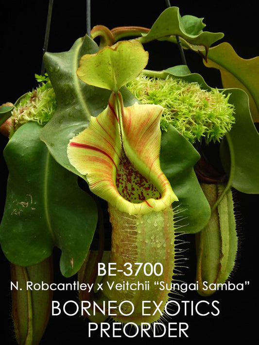 Nepenthes robcantley x veitchii "Sungai Samba" BE-3700