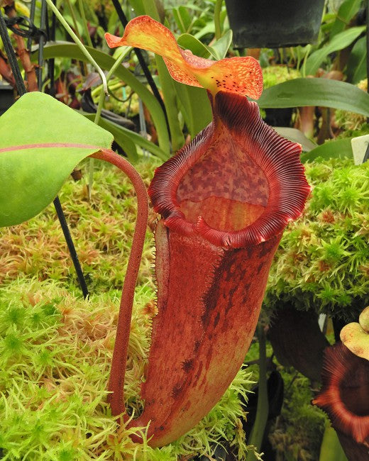 Nepenthes maxima x "Trusmadiensis" BE-3709  Best Selected Clone