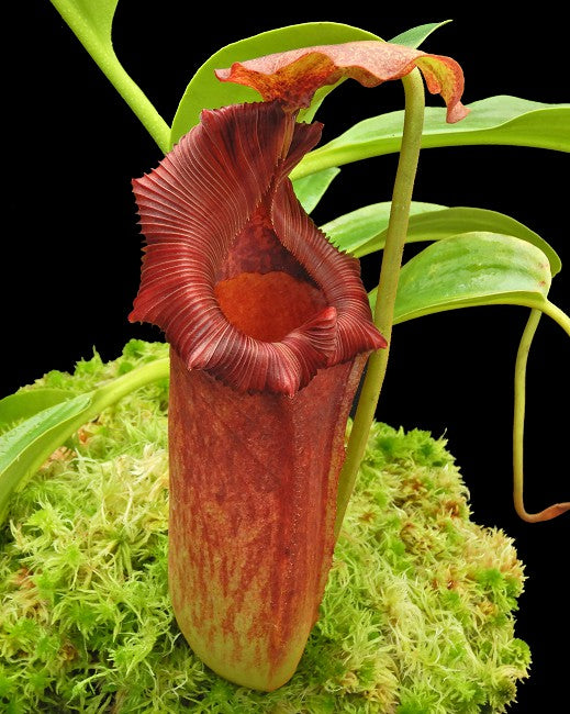 Nepenthes maxima x "Trusmadiensis" BE-3709  Best Selected Clone