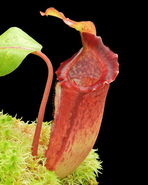 Nepenthes maxima x "Trusmadiensis" BE-3709  Best Selected Clone