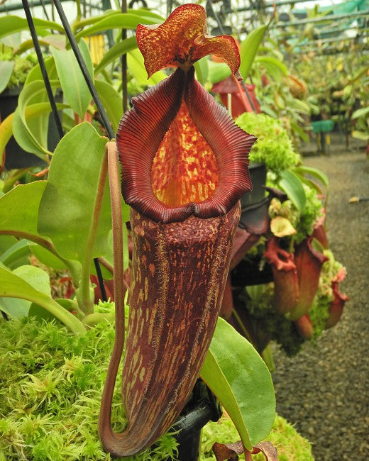 Nepenthes maxima x "Trusmadiensis" BE-3709  Best Selected Clone