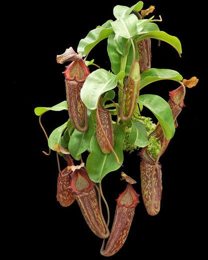 Nepenthes maxima x "Trusmadiensis" BE-3709  Best Selected Clone