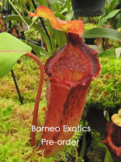 Nepenthes maxima x "Trusmadiensis" BE-3709  Best Selected Clone