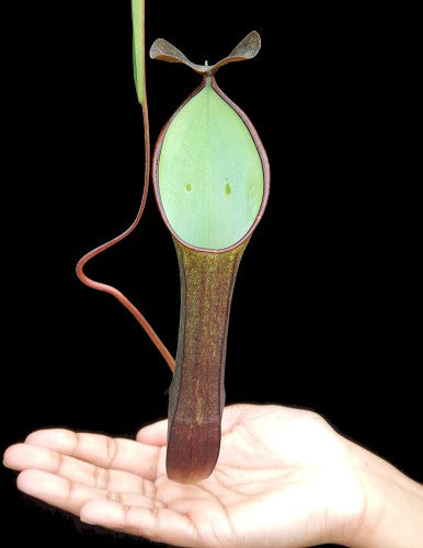 Nepenthes ramispina x reinwardtiana BE-3711