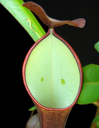 Nepenthes ramispina x reinwardtiana BE-3711