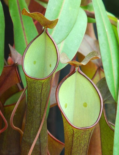 Nepenthes ramispina x reinwardtiana BE-3711