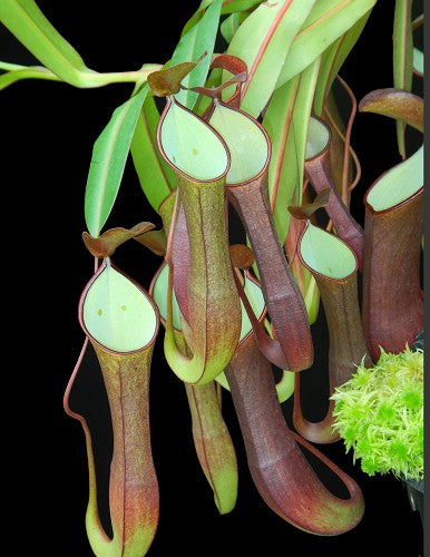 Nepenthes ramispina x reinwardtiana BE-3711