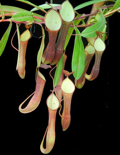 Nepenthes ramispina x reinwardtiana BE-3711