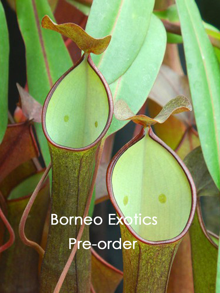 Nepenthes ramispina x reinwardtiana BE-3711