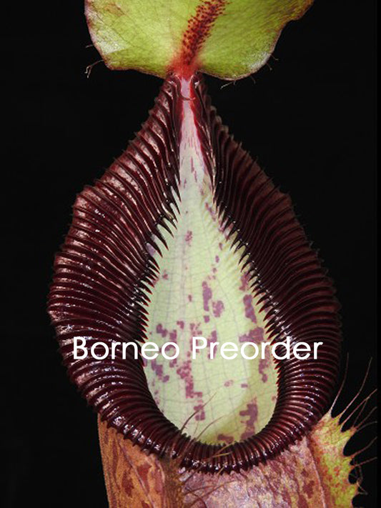 Nepenthes spathulata x hamata BE-3712